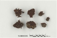 藏品(短頸苔屬)的圖片